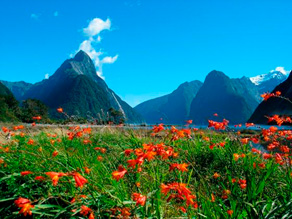 Blomster Milford Sound
